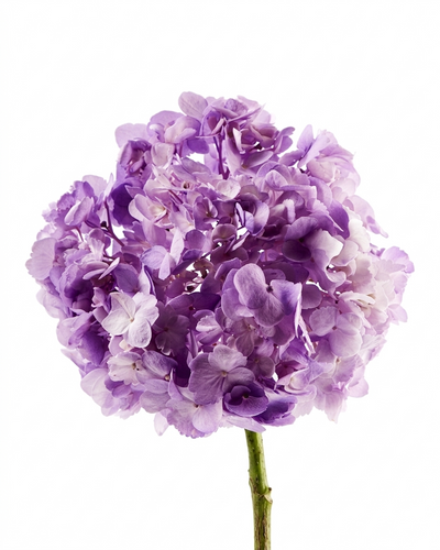 Hydrangea