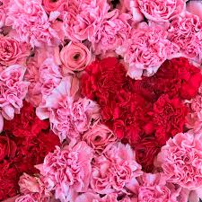 Best Flowers for Miami's Heat and Humidity — What Actually Lasts