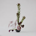 Exotic Cycle DIY Kit: Protea, Anthurium & Calla Lilies