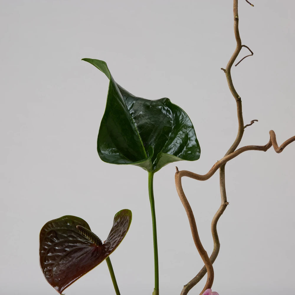 Cycle Kenzan Ikebana: Lily and Anthurium