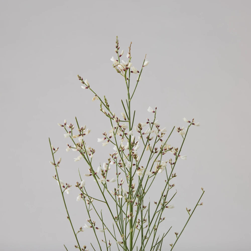 Textural Cycle DIY Kit: Tulips, Genista & Grevillea