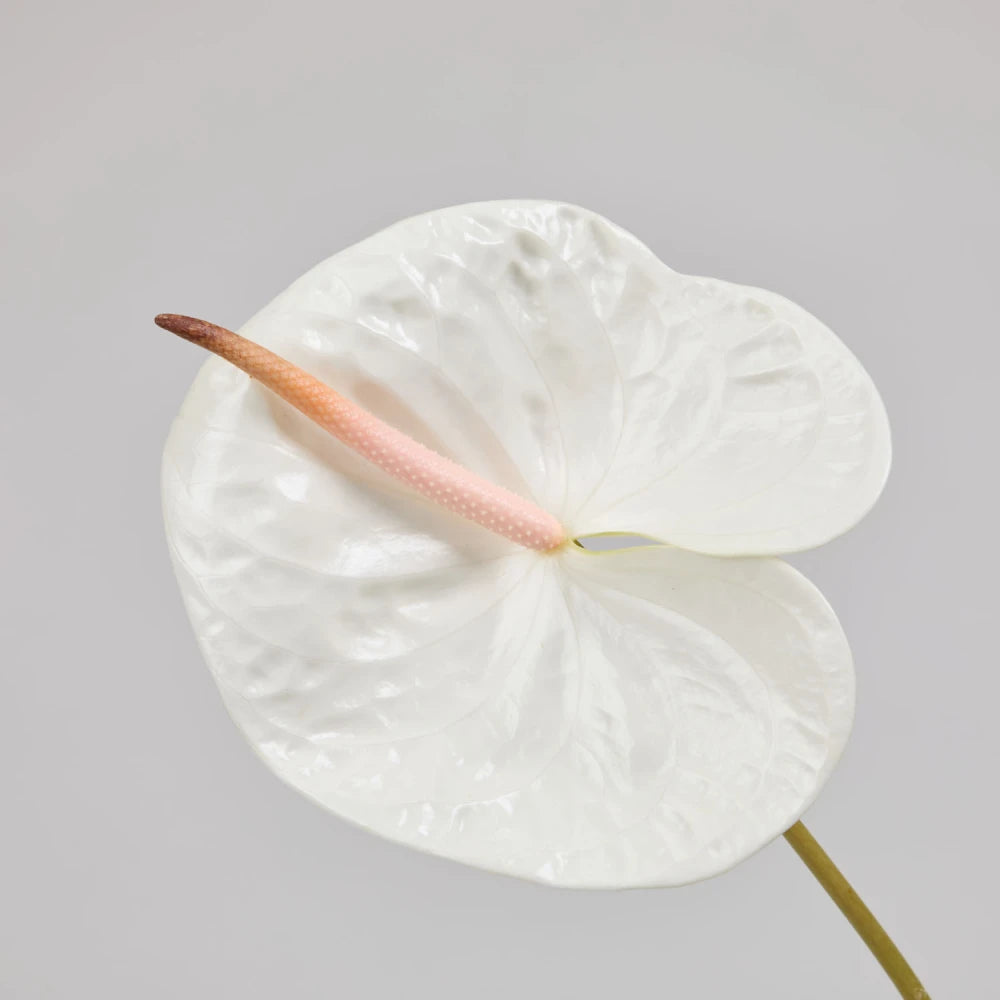 Sculptural Cycle DIY Kit: Lily, Anthurium & Pussy Willow