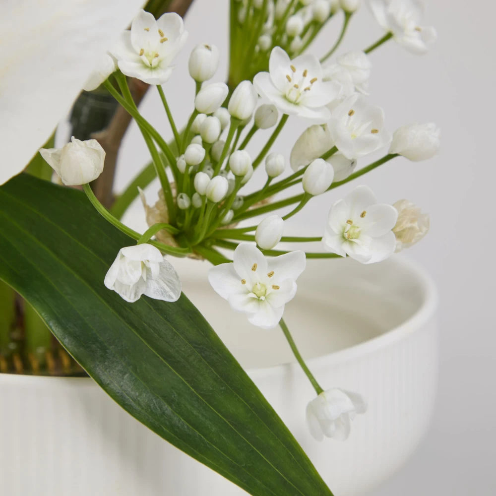 Sculptural Cycle DIY Kit: Lily, Anthurium & Pussy Willow