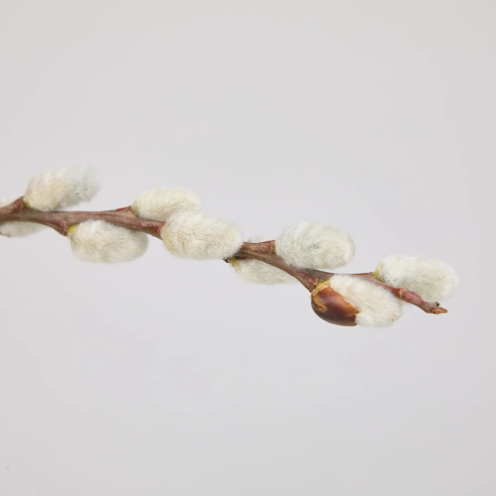 Sculptural Cycle DIY Kit: Lily, Anthurium & Pussy Willow
