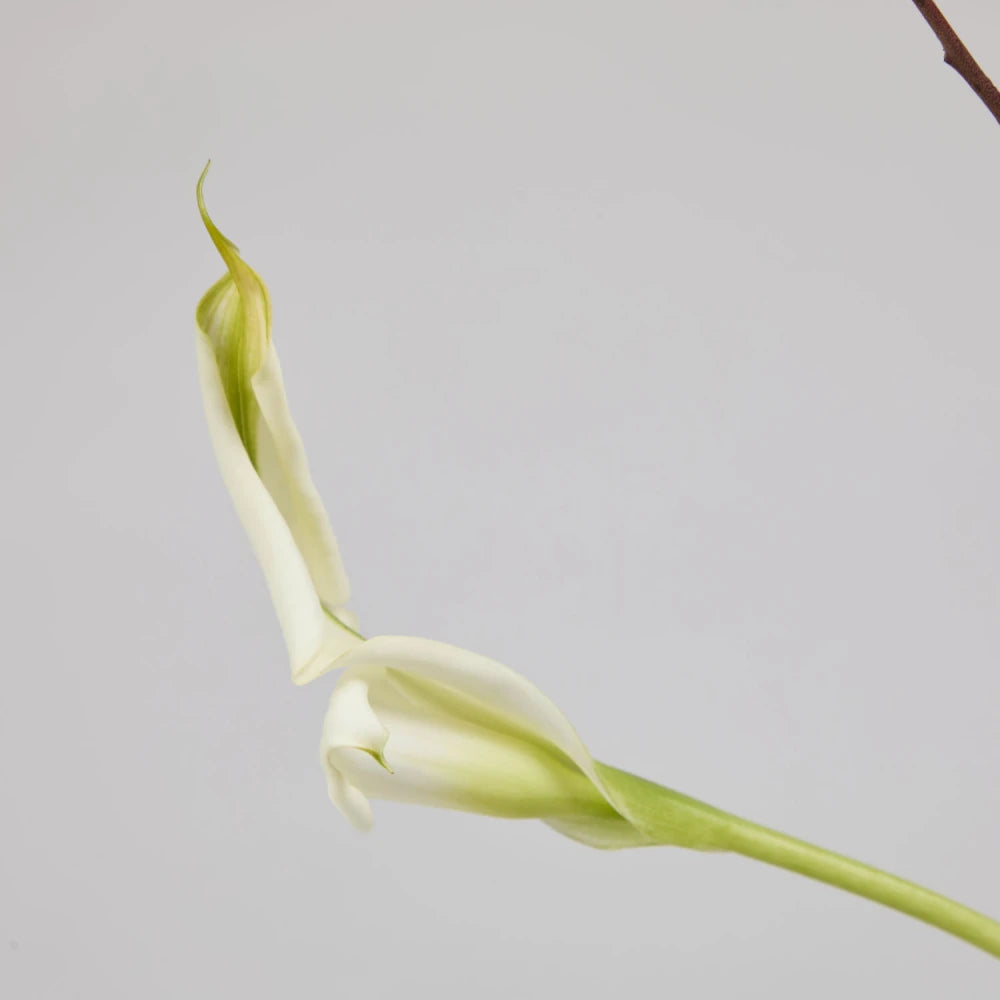 Modern Cycle DIY Kit: Anthurium, Calla Lily & Muscari