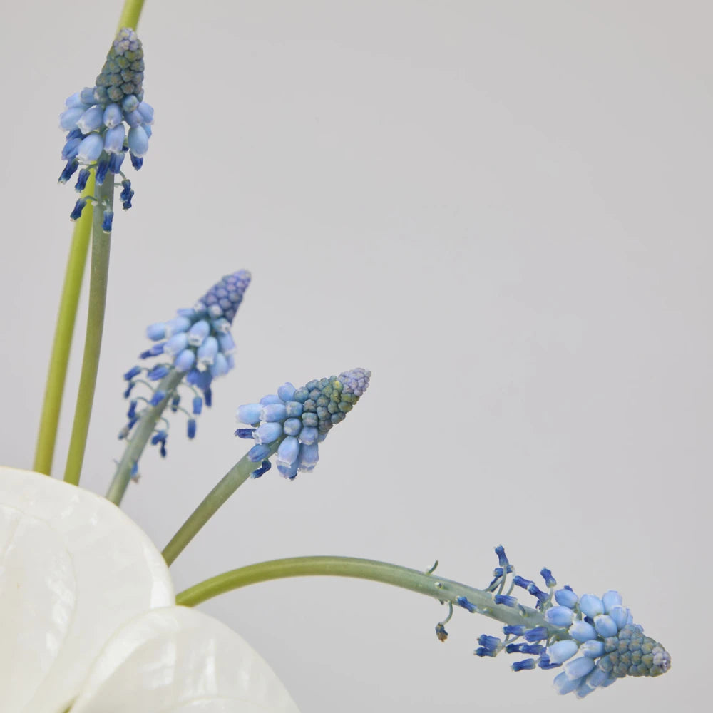 Modern Cycle DIY Kit: Anthurium, Calla Lily & Muscari