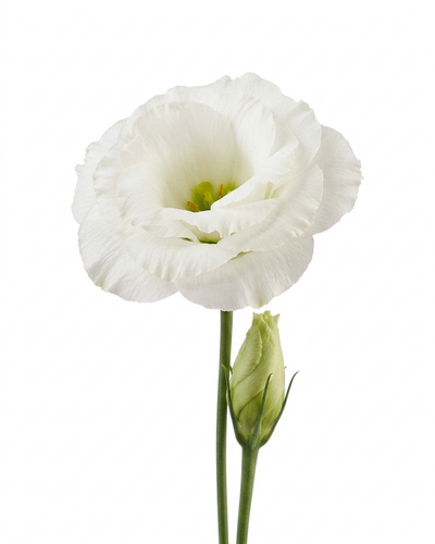 Lisianthus