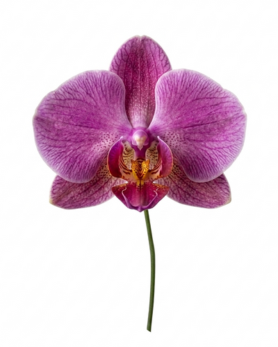 Orchids