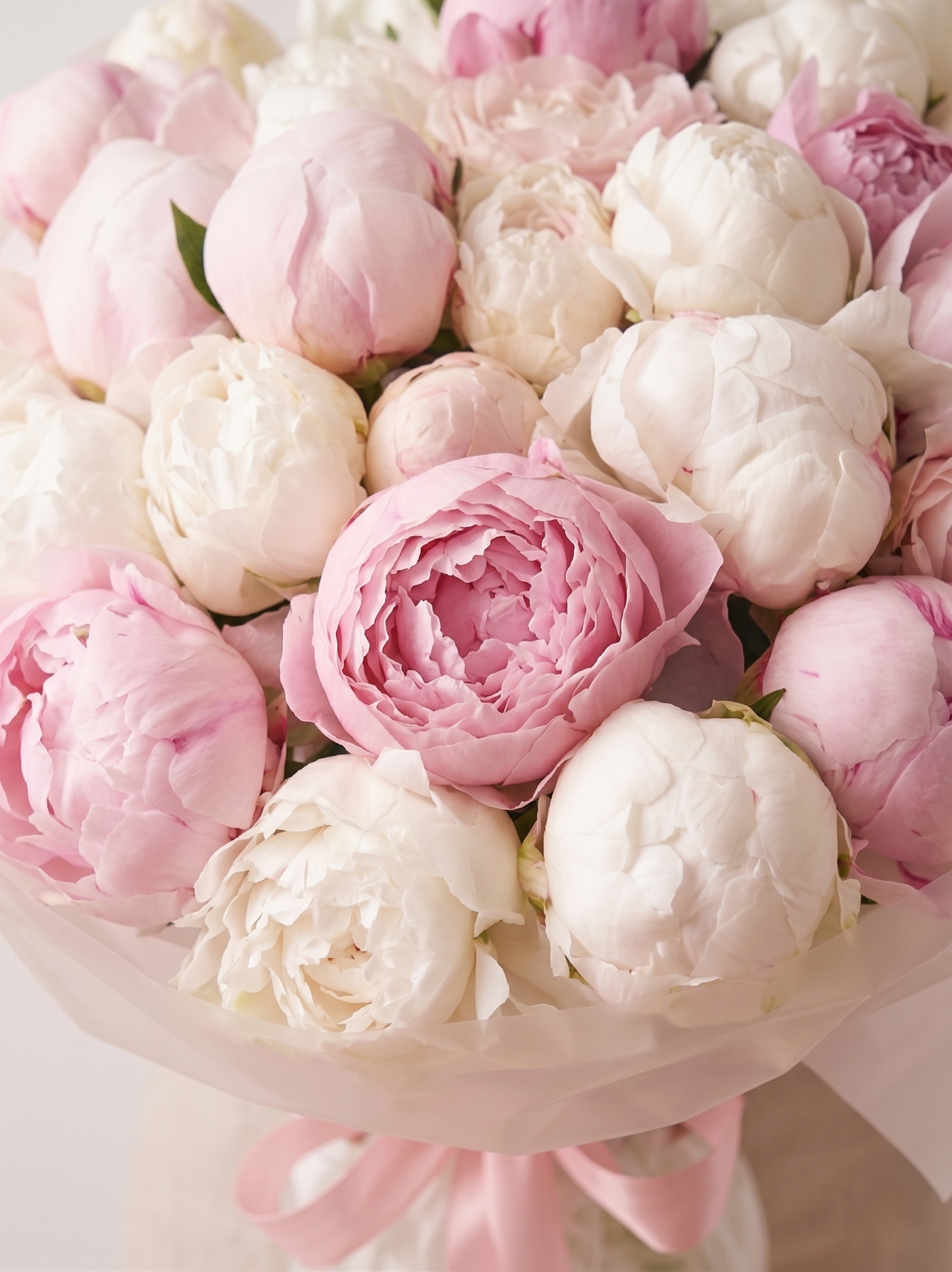 Bouquet of pink and white peonies on a white background