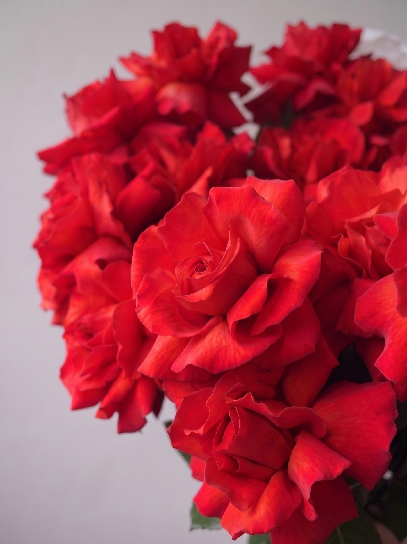 French Roses Bouquet – Premium Red Roses close-up arrangement